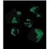 ODD500044 Oakie Doakie Dice RPG Set Glow in the Dark - Biohazard (7)